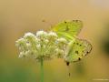 Colias alfacariensis (Güzel Azamet)