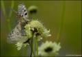 Parnassius apollo (Apollo)