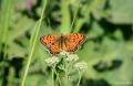 Melitaea arduinna (Türkistan İparhanı)