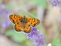 Melitaea arduinna (Türkistan İparhanı)