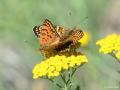 Melitaea arduinna (Türkistan İparhanı)