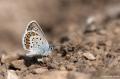 Plebejus argus (GümüşLekeli Esmergöz)