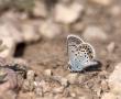 Plebejus argus (GümüşLekeli Esmergöz)