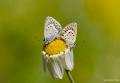 Plebejus argus (GümüşLekeli Esmergöz)