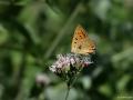 Lycaena asabinus (Anadolu Ateşgüzeli)