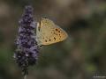 Lycaena asabinus (Anadolu Ateşgüzeli)