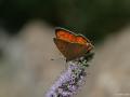 Lycaena asabinus (Anadolu Ateşgüzeli)