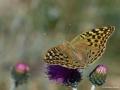 Argynnis pandora (Bahadır)