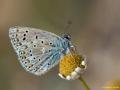 Polyommatus bellargus (Çokgözlü Gökmavisi)