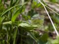 Pieris bowdeni (Bowden