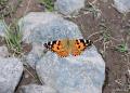 Vanessa cardui (Dikenkelebeği)