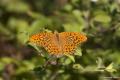 Argynnis paphia (Cengaver)