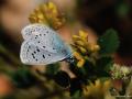 Polyommatus cornelius (Çokgözlü Küçük Turanmavisi)