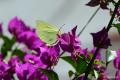 Gonepteryx cleopatra (Kleopatra)