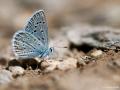 Polyommatus cornelius (Çokgözlü Küçük Turanmavisi)