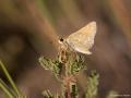 Hesperia comma (Gümüş Benekli Zıpzıp)