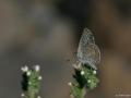 Polyommatus cornelius (Çokgözlü Küçük Turanmavisi)