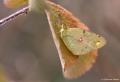 Colias crocea (Sarıazamet)