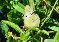 Colias crocea (Sarıazamet)