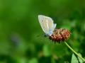 Polyommatus damon (Çokgözlü Damonmavisi)