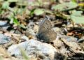 Polyommatus dezinus (Çokgözlü Hakkariçillisi)