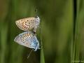 Plebejus argus (GümüşLekeli Esmergöz)