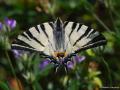 Iphiclides podalirius (Erik Kırlangıçkuyruğu)