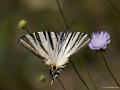 Iphiclides podalirius (Erik Kırlangıçkuyruğu)