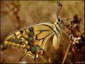 Papilio machaon (Kırlangıçkuyruk)