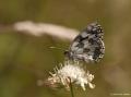 Melanargia galathea (Ormanmelikesi)