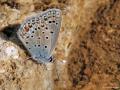 Polyommatus loewii (Çokgözlü Gümüşmavi)