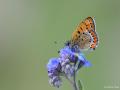Lycaena helle (Menekşe Bakırgüzeli)