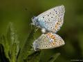 Polyommatus icarus (Çokgözlü Mavi)