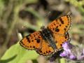 Melitaea interrupta (Kafkasyalı İparhan)