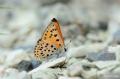 Lycaena kefersteinii (Alevateşgüzeli)