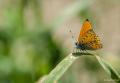 Lycaena kefersteinii (Alevateşgüzeli)