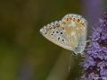 Polyommatus bellargus (Çokgözlü Gökmavisi)