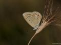 Polyommatus cornelius (Çokgözlü Küçük Turanmavisi)