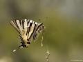 Iphiclides podalirius (Erik Kırlangıçkuyruğu)