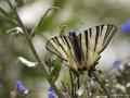 Iphiclides podalirius (Erik Kırlangıçkuyruğu)