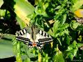 Papilio machaon (Kırlangıçkuyruk)