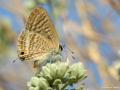 Lampides boeticus (Lampides)