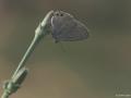 Lampides boeticus (Lampides)