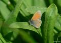 Coenonympha leander (Rus Zıpzıp Perisi)