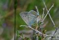 Satyrium ledereri (Küçük Benekli Sevbeni)