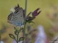 Satyrium ledereri (Küçük Benekli Sevbeni)