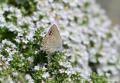Satyrium ledereri (Küçük Benekli Sevbeni)
