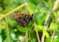 Melitaea irka ()