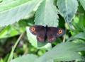 Erebia medusa (Orman Güzelesmeri)
