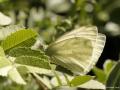 Pieris pseudorapae (Yalancı Beyazmelek)